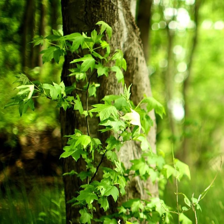 Urwald-ähnlich, Wald im Bregenzerwald