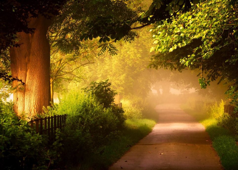Wald