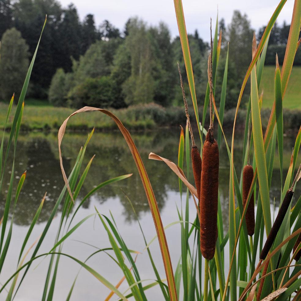 Lingenau Panoramarunde Urlaub in Vorarlberg