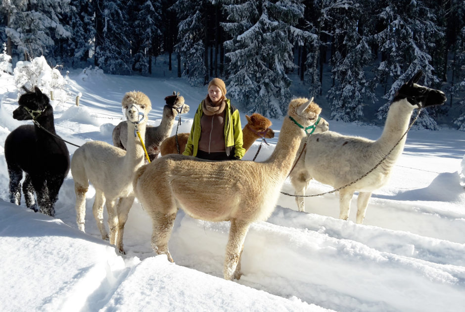 Alpaca-Lama-Wanderung (c) alpaca-lama.com