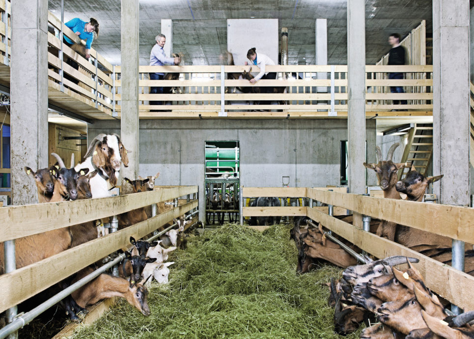 Bauernhof be-greifen, Ziegentollhaus, Metzler NATURHAUTNAH, Egg im Bregenzerwald © Markus Gmeiner/naturhautnah.at