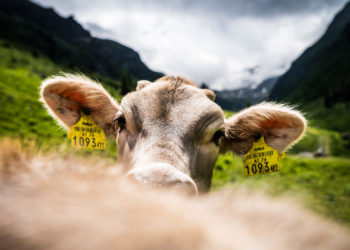 Kälbchen auf der Alpe Garnera, Montafon (c) Dietmar Denger / Vorarlberg Tourismus