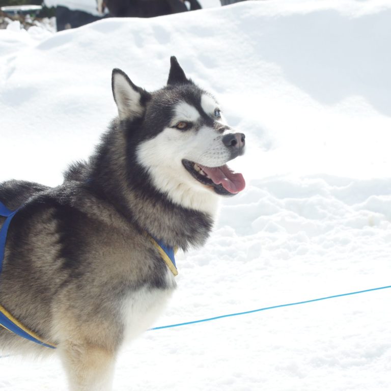 Husky-Workshop, Hörnlepass, Kleinwalsertal (c) E.Müller, Kleinwalsertal Tourismus eGen