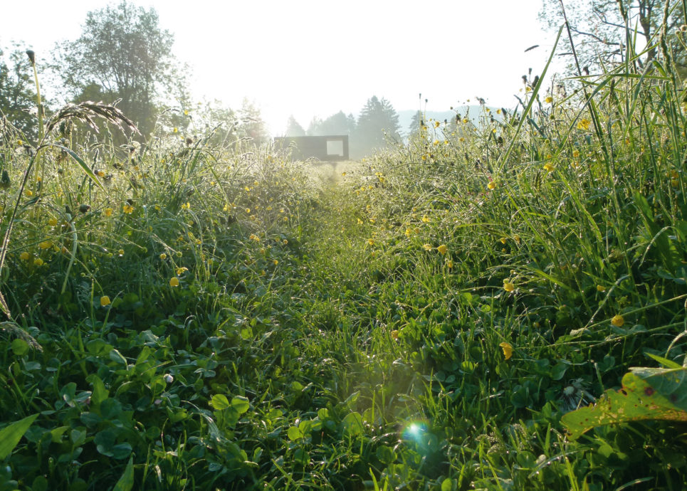 Moorraum Krumbach © Restaurant Schulhus Krumbach