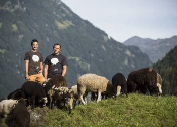 Montafoner Steinschaf (c) Darko Todorovic