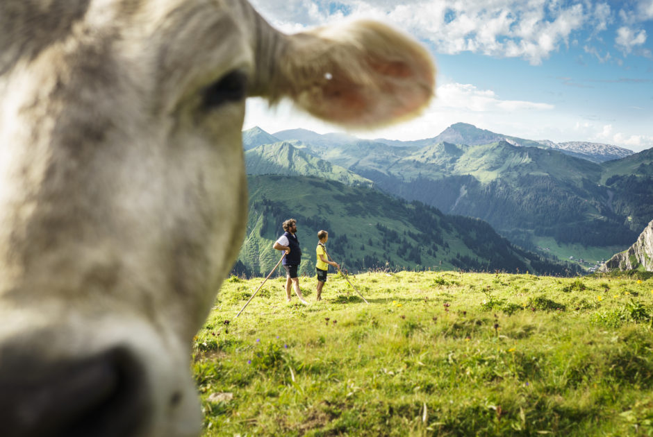 Kuh auf der Bärguntalpe (c) Vorarlberg Tourismus