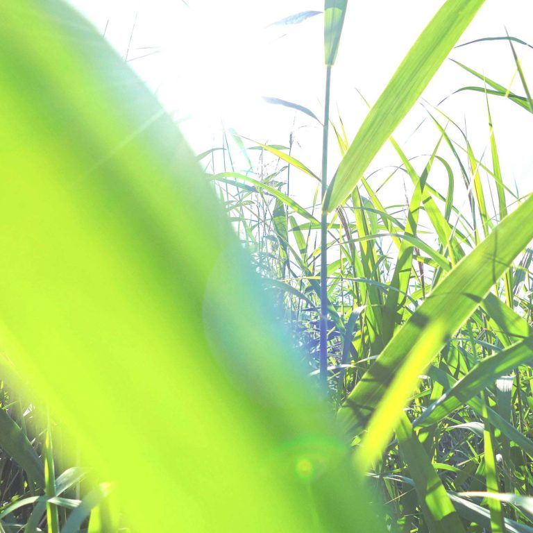 Magazin Augenweide, Schilf am Rheindelta (c) Joachim Negwer