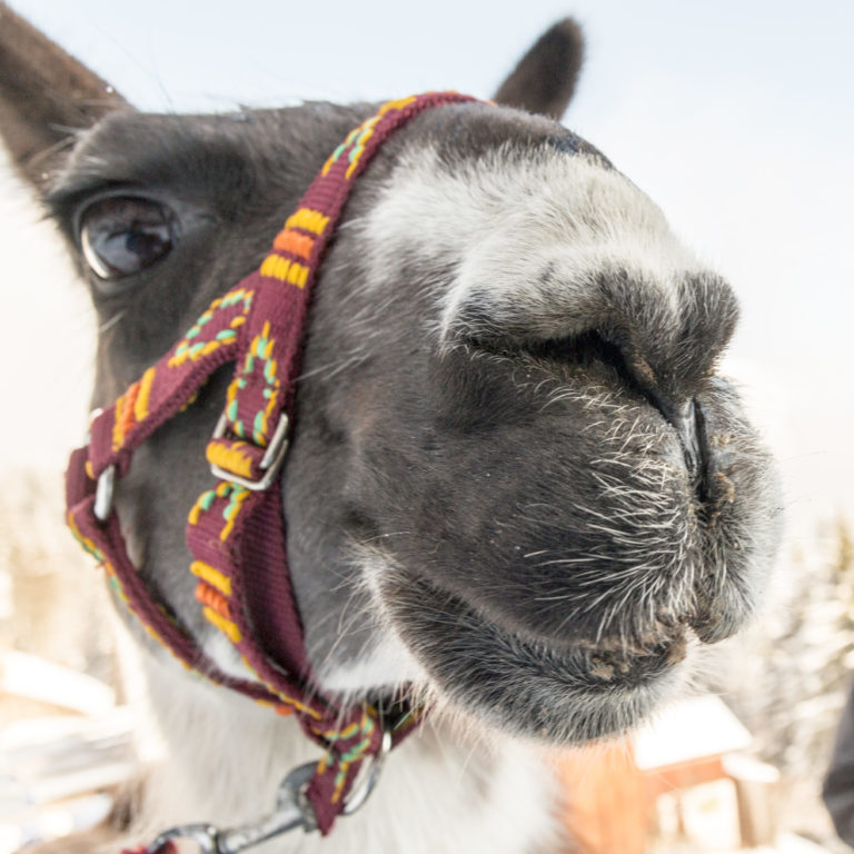 Lama von Horst Kuster, Montafon © Andreas Haller_Montafon Tourismus GmbH