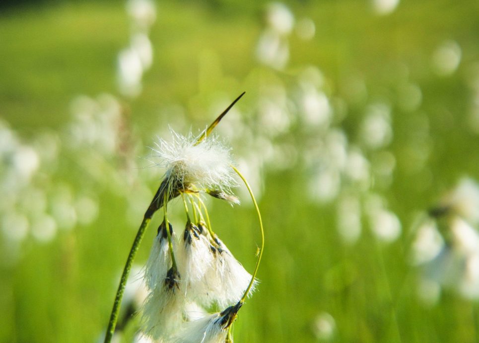 Wollgraswiese Alpe Streichbrunnen (c) Dietmar Denger / Vorarlberg Tourismus