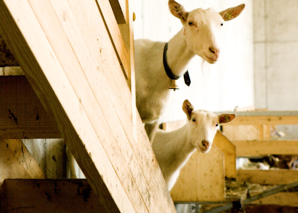 Ziegen bei Metzler Naturhautnah im Bregenzerwald © Christine Andorfer
