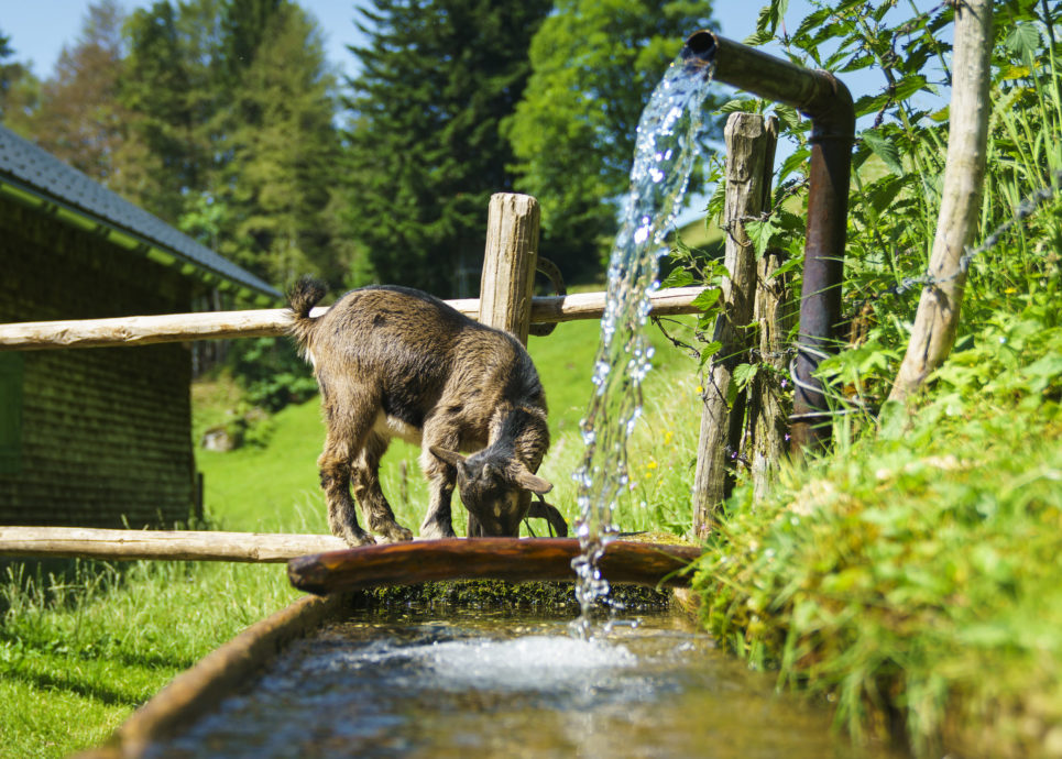 Alpe Streichbrunnen (c) Dietmar Denger / Vorarlberg Tourismus