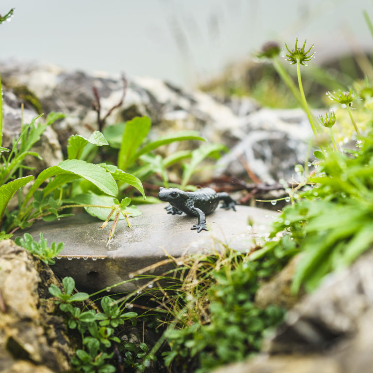 Alpensalamander auf Stein Gottesackerplateau (c) Dietmar Denger / Vorarlberg Tourismus