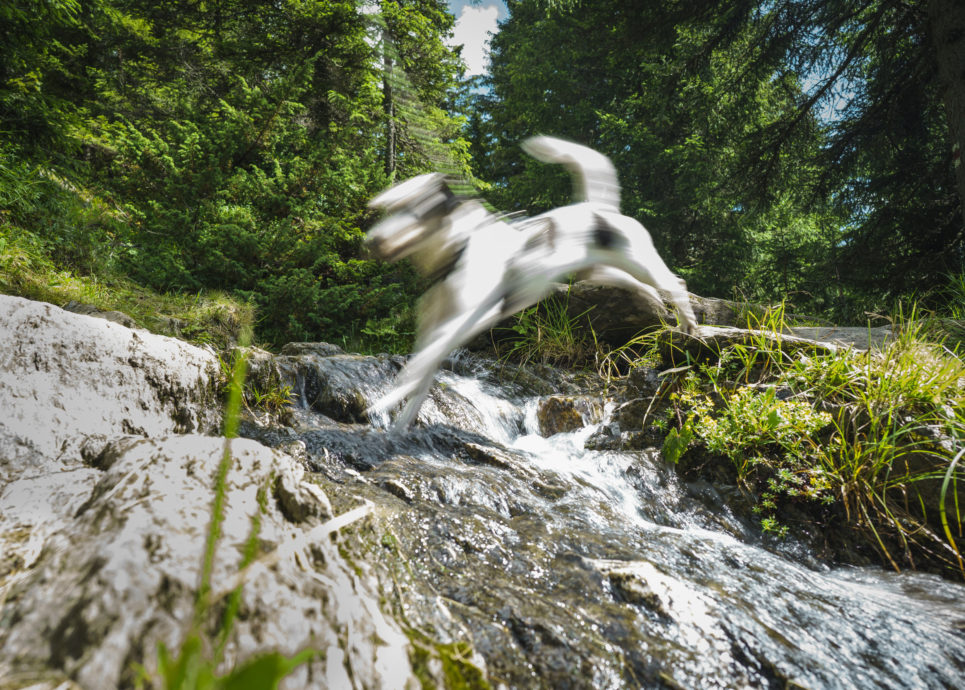 Bergbach Montafon (c) Dietmar Denger / Vorarlberg Tourismus