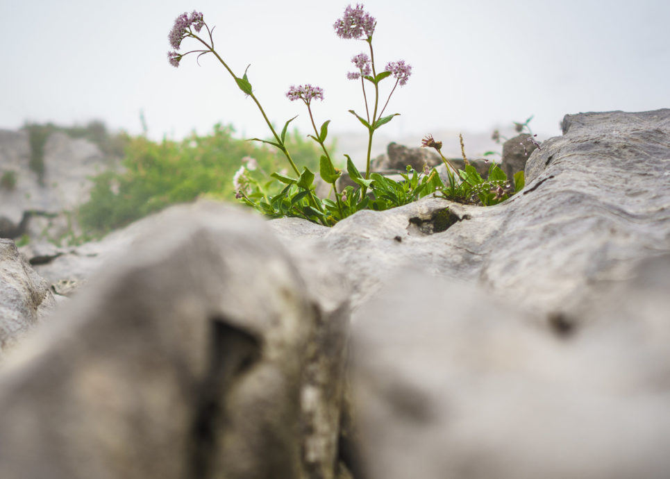 Bergbaldrian, Gottesackerplateau (c) Dietmar Denger / Vorarlberg Tourismus