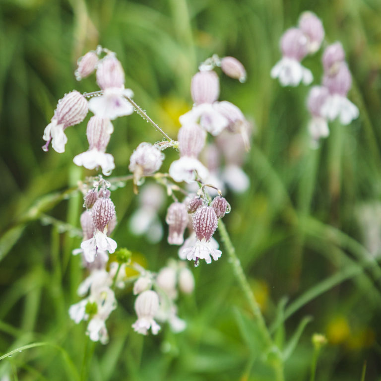 Blumen Gottesackerplateau (c) Dietmar Denger / Vorarlberg Tourismus