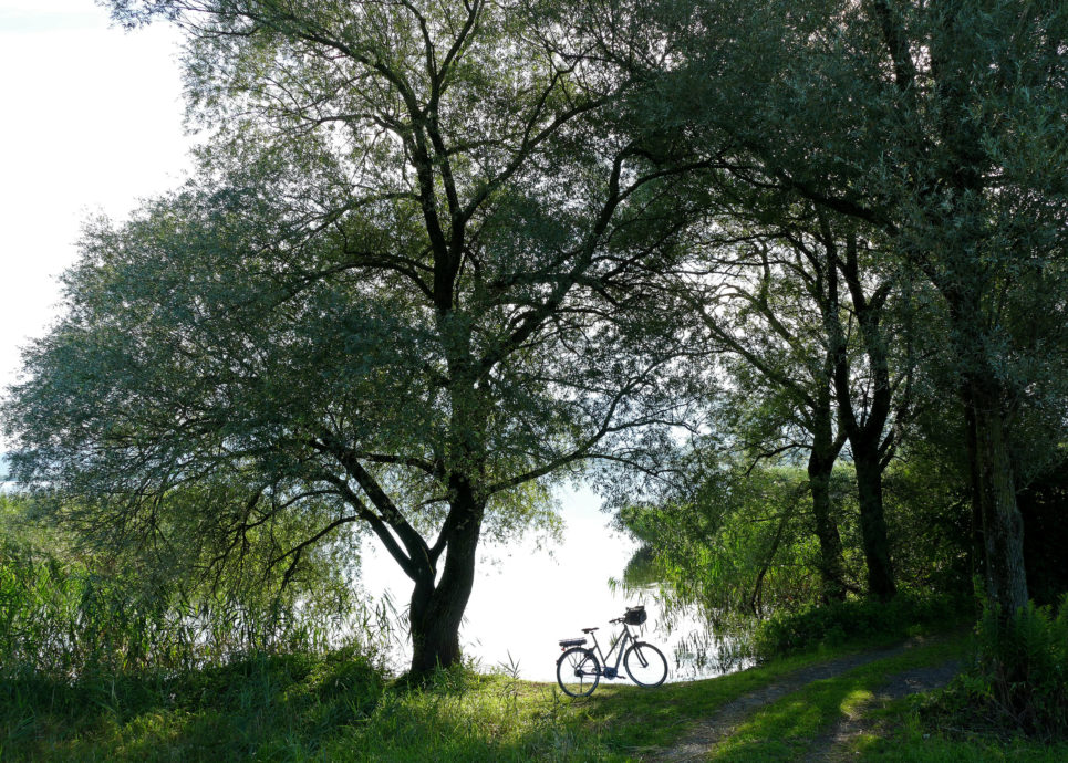 Fussacher Bucht, Radfahren, Rheindelta (c) Noachim Negwer / Vorarlberg Tourismus