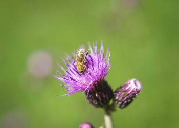 Kratzdistel mit Biene, Alpe Streichbrunnen, Hittisau (c) Dietmar Denger / Vorarlberg Tourismus