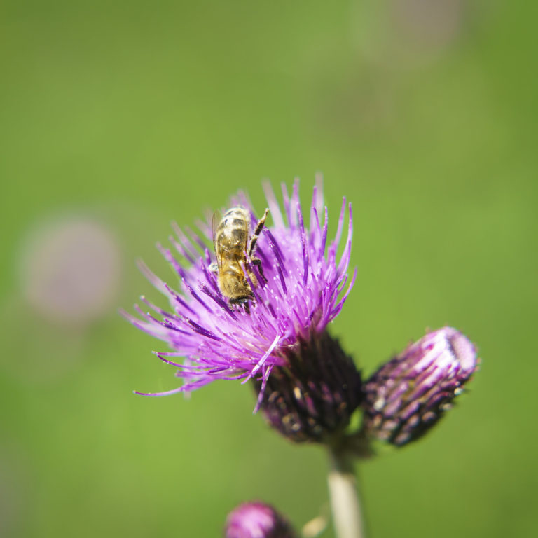 Kratzdistel mit Biene, Alpe Streichbrunnen, Hittisau (c) Dietmar Denger / Vorarlberg Tourismus