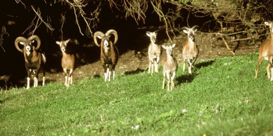 Alpenwildpark am Pfänder (c) Pfänderbahn Bregenz