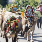 Alpabtrieb in Tschagguns, Montafon © Patrick Sälly/Montafon Tourismus GmbH