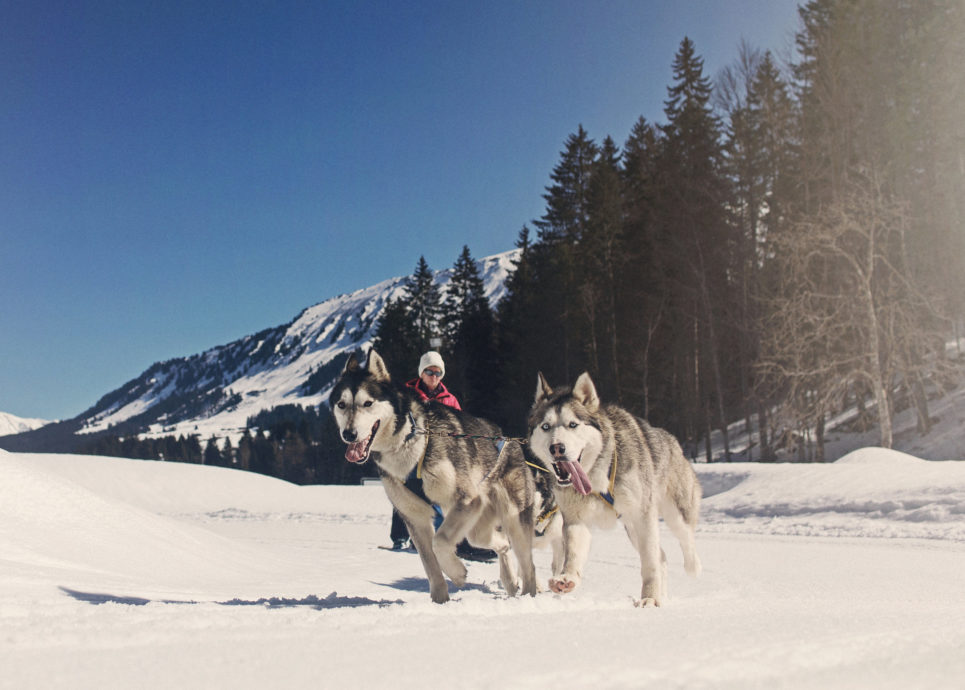 Husky Camp in Au, Kleinwalsertal © Markus Gmeiner / Vorarlberg Tourismus GmbH