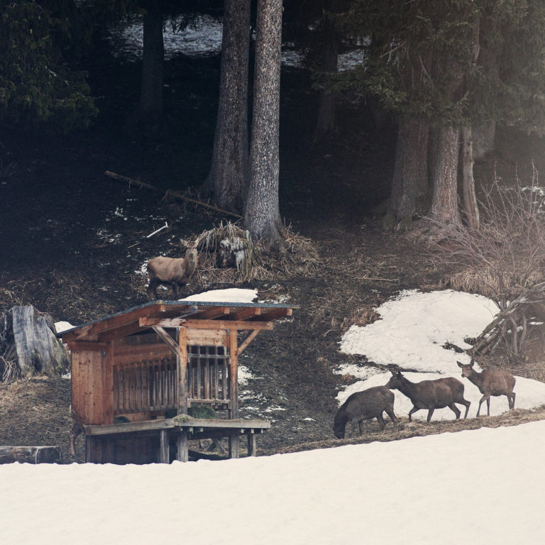 Geführte Wildtierfütterung, Zug/Lech © Markus Gmeiner / Vorarlberg Tourismus GmbH