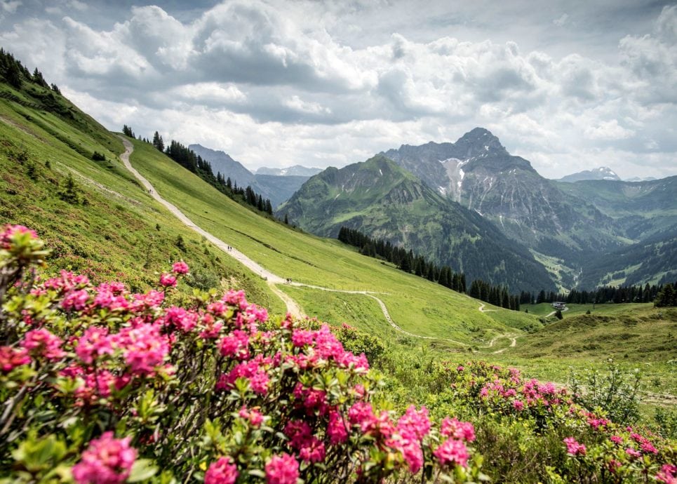 Panorama Walmendingerhorn, Alpenrosen (c) Dominik Berchtold _ Kleinwalsertal Tourismus eGen
