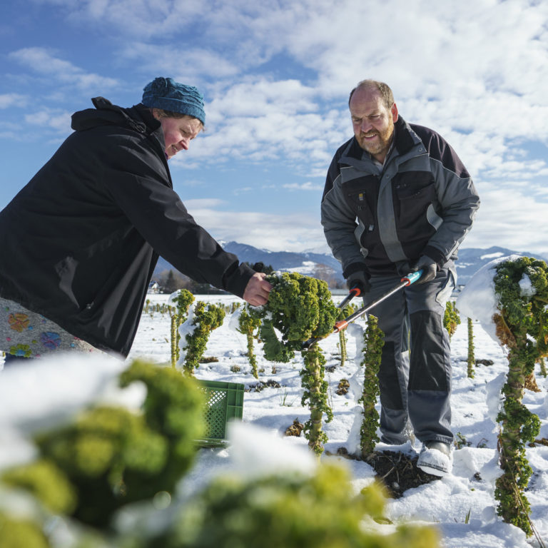 Gruenkohl-Ernte Lisilis Biohof-5 © Dietmar Denger / Vorarlberg Tourismus