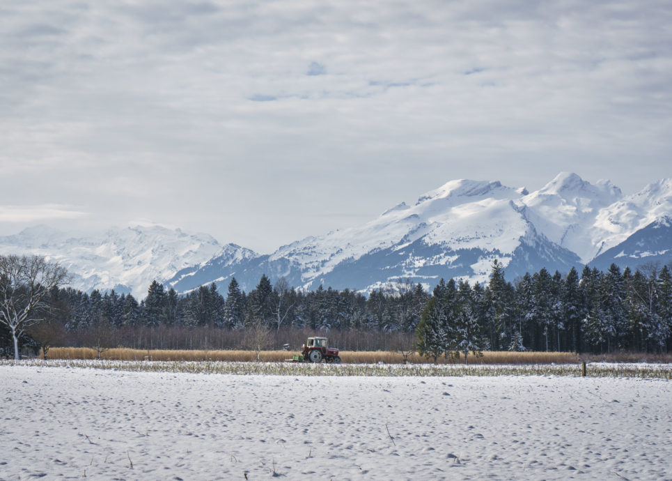 Gruenkohl-Ernte Lisilis Biohof © Dietmar Denger / Vorarlberg Tourismus