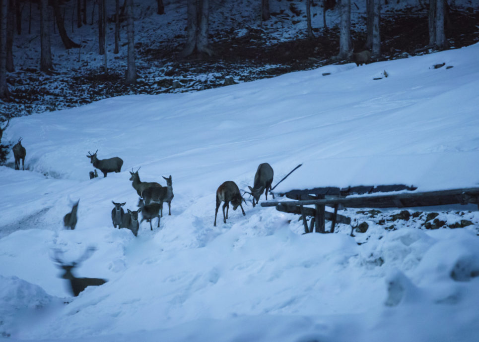 Wildfuetterung Hoefle-Alp in Schwende-32 © Dietmar Denger / Vorarlberg Tourismus