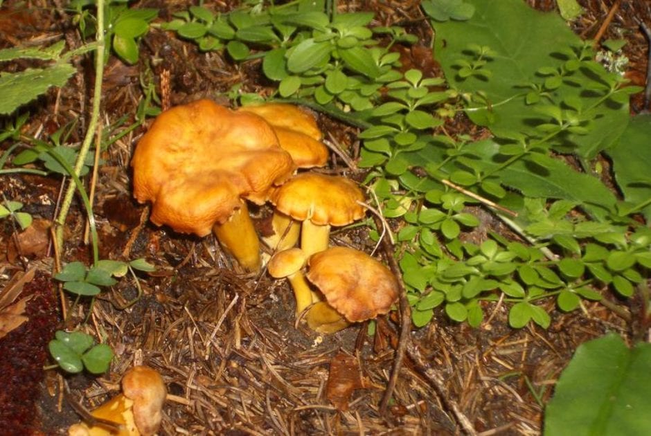 Pilzwanderung am Kristberg mit Harry Trautmann