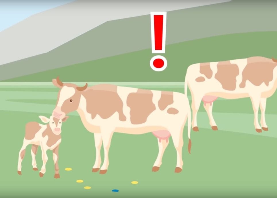 Video Sicherer Umgang mit Weidevieh (c) Bundesministerium für Nachhaltigkeit und Tourismus