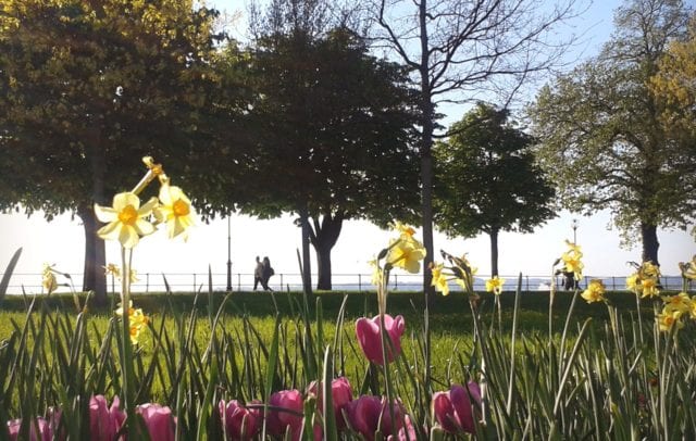 Blumen, Frühling am Bregenzer Hafen, Bodensee (c) Verena Hetzenauer / Vorarlberg Tourismus