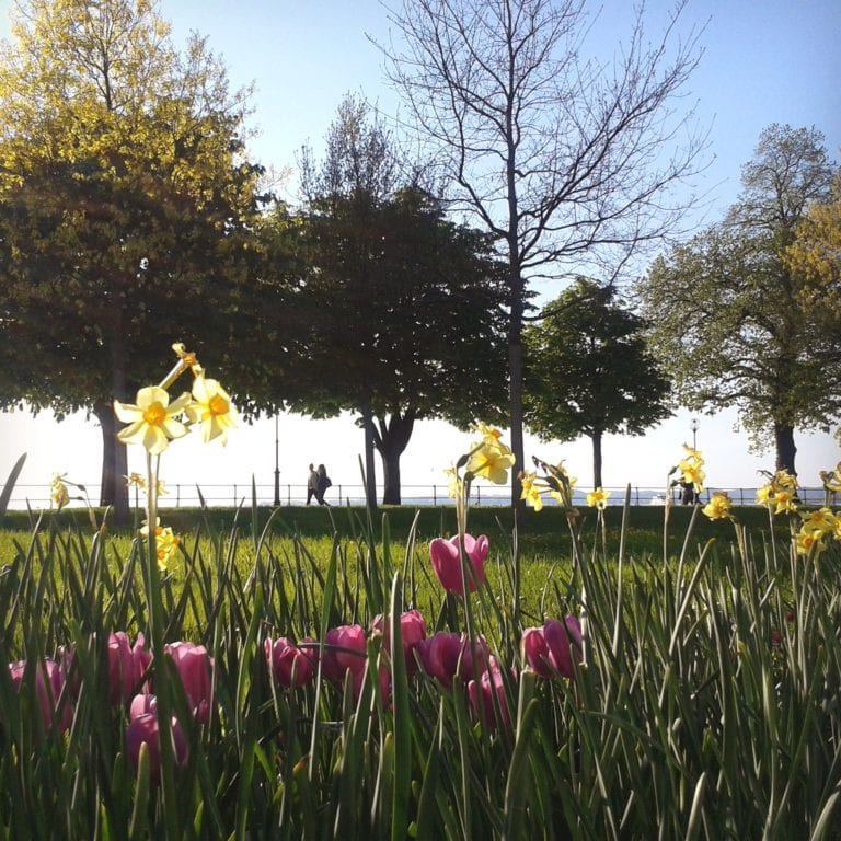 Frühlingsblumen blühen am Bregenzer Hafen, Menschen spazieren am Bodenseeufer entlang und genießen Sonnen und blauen Himmel in Bregenz