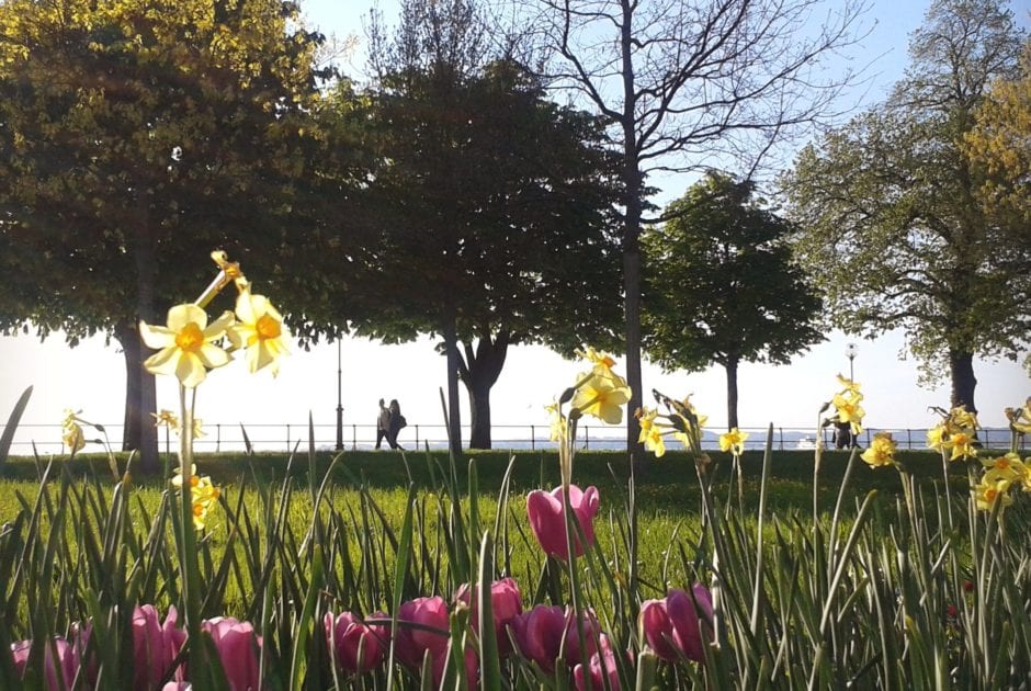 Blumen, Frühling am Bregenzer Hafen, Bodensee, Vorarlberg (c) Verena Hetzenauer / Vorarlberg Tourismus