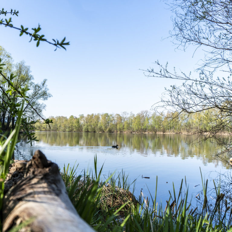 Alter Rhein Rundweg (c) Vorarlberg Tourismus / Agnes Ammann
