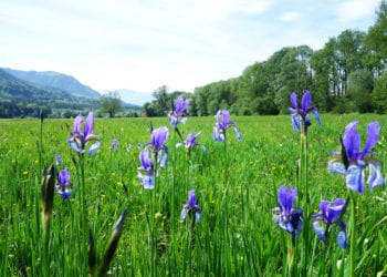 Radfahren bei der Irisblüte im Walgau (c) Verena Hetzenauer / Vorarlberg Tourismus