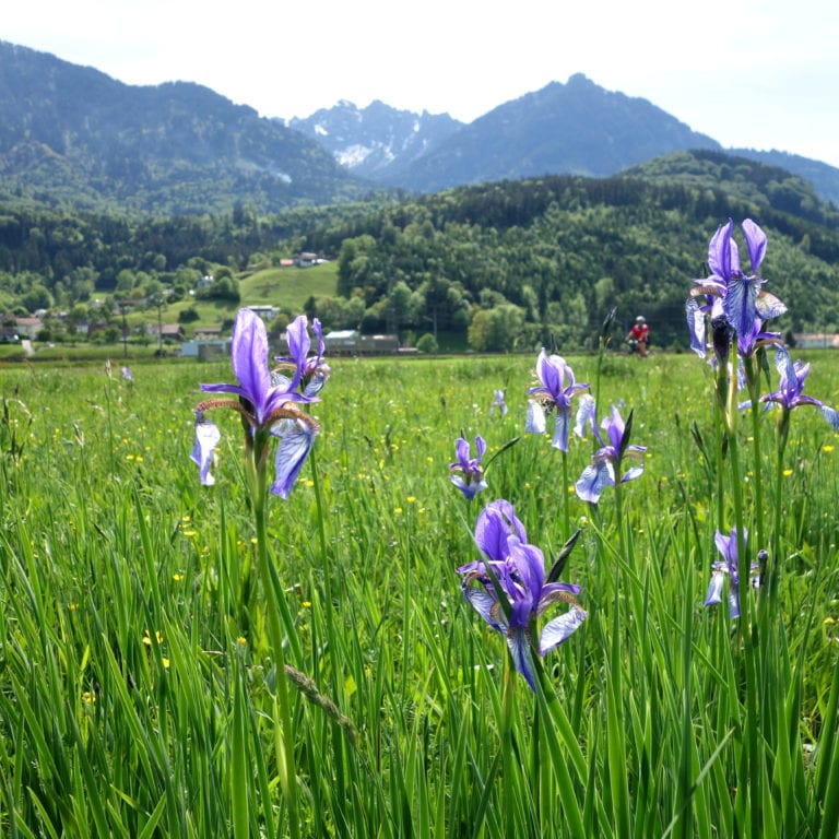 Radfahren bei der Irisblüte im Walgau (c) Verena Hetzenauer / Vorarlberg Tourismus