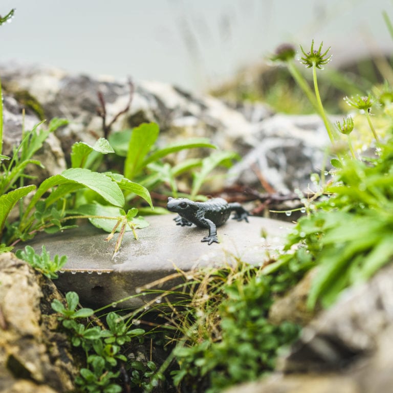 Alpensalamander auf Stein (c) Dietmar Denger - Vorarlberg Tourismus
