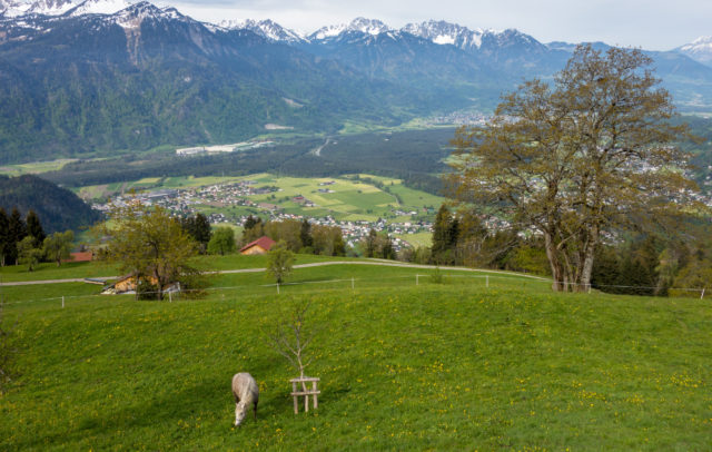 Ludescherberg - Wanderung auf dem Walserweg von Raggal nach Bludenz (c) Vorarlberg Tourismus
