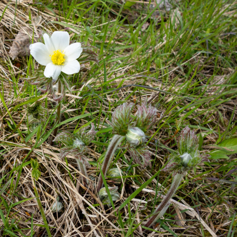 Alpenanemone auf dem Walserweg von Raggal nach Bludenz (c) Vorarlberg Tourismus