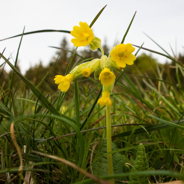 Himmelschlüssel und andere Frühlingsblumen auf dem Walserweg von Raggal nach Bludenz (c) Vorarlberg Tourismus