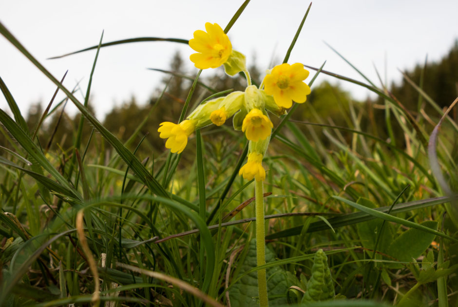 Himmelschlüssel und andere Frühlingsblumen auf dem Walserweg von Raggal nach Bludenz (c) Vorarlberg Tourismus