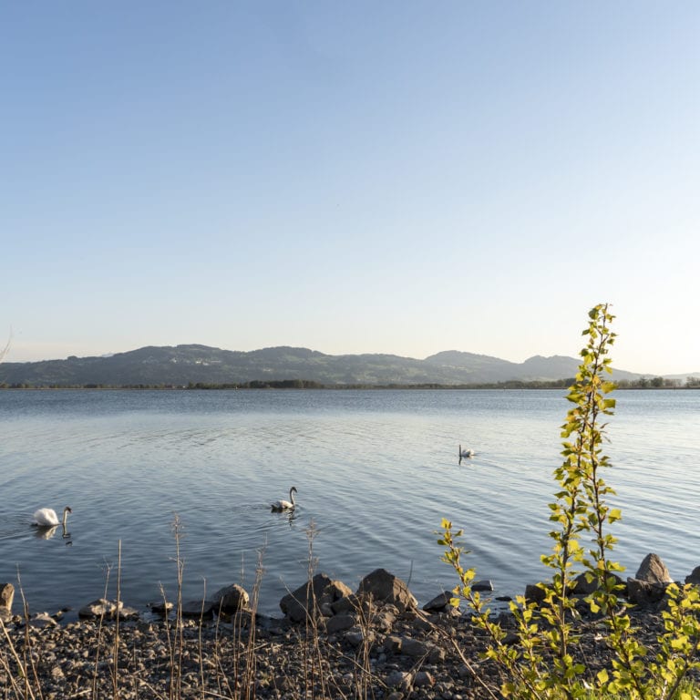 Lagunenrundweg Fussach Fruehlingswanderung 6 (c) Vorarlberg Tourismus-Agnes Ammann