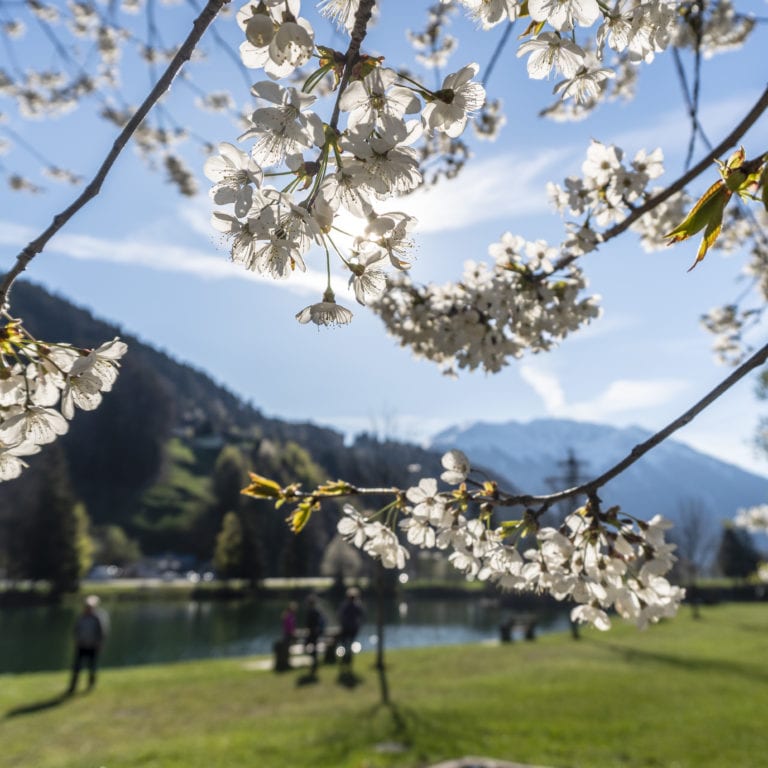 Montafon Illweg Frühlingswanderung Baggersee Roter Stein Blueten, Spring in Vorarlberg(c) Vorarlberg Tourismus-Agnes Ammann