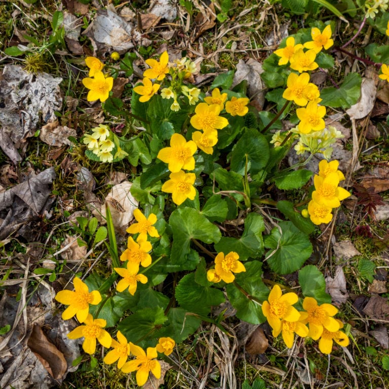 Sumpfdotterblumen und Schlüsselblumen im Frühling (c) Vorarlberg Tourismus