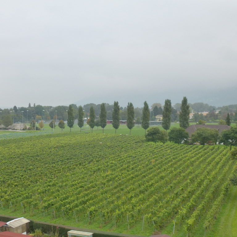 Weingarten in Bregenz (c) Weingut Möth