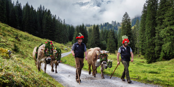 Alpabtrieb Alpe Spora, Montafon (c) Andreas Haller, Montafon Tourismus