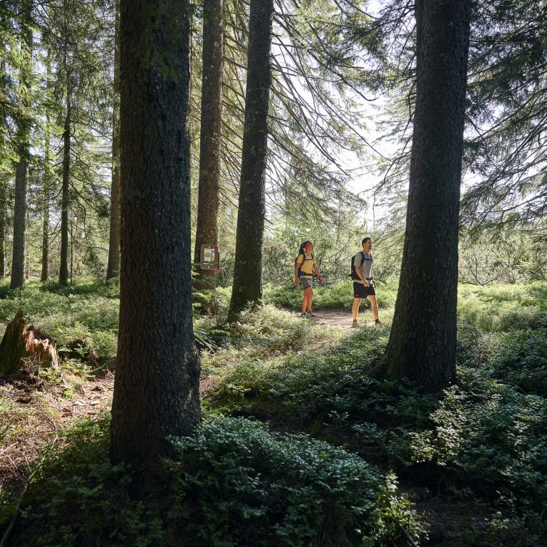 Wandern durch Bregenzerwälder Waldlandschaften (c) Alex Kaiser - Bregenzerwald Tourismus