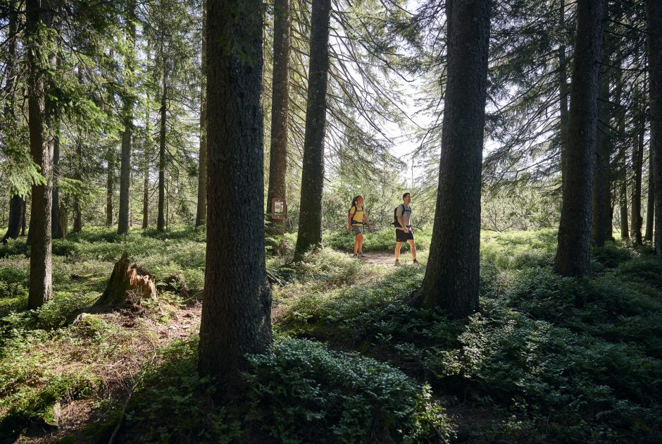 Wandern durch Bregenzerwälder Waldlandschaften (c) Alex Kaiser - Bregenzerwald Tourismus